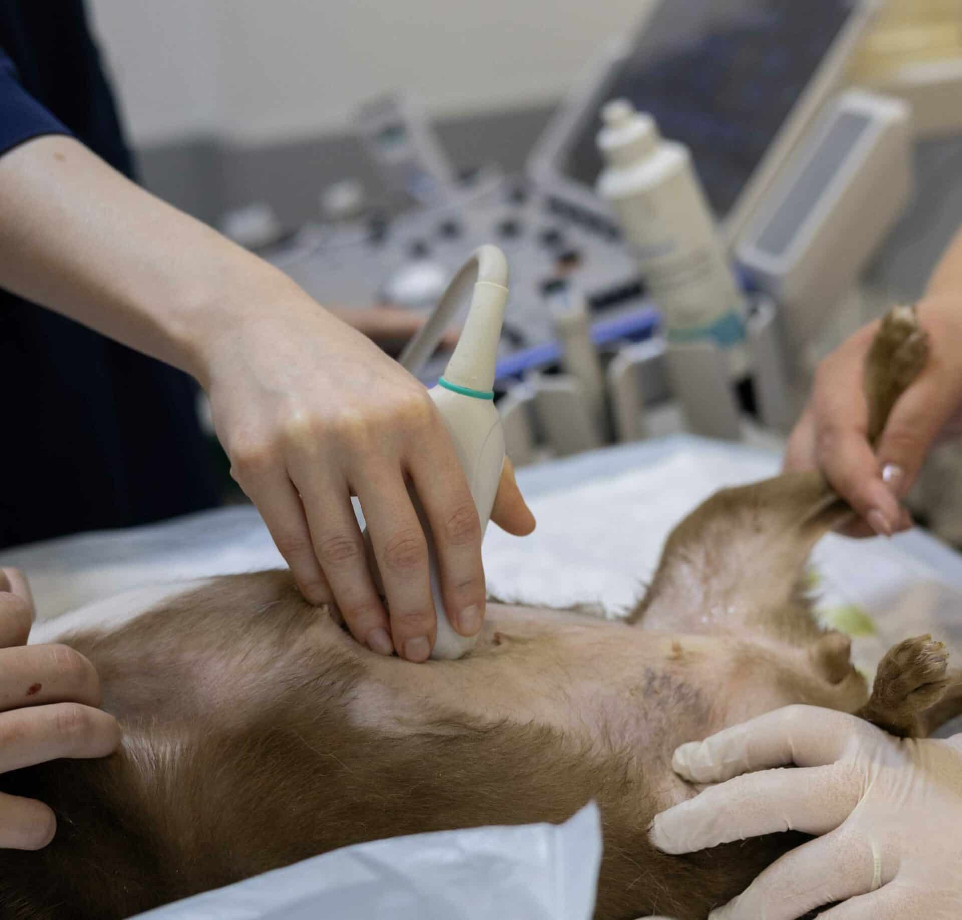 Abdominal Ultrasound