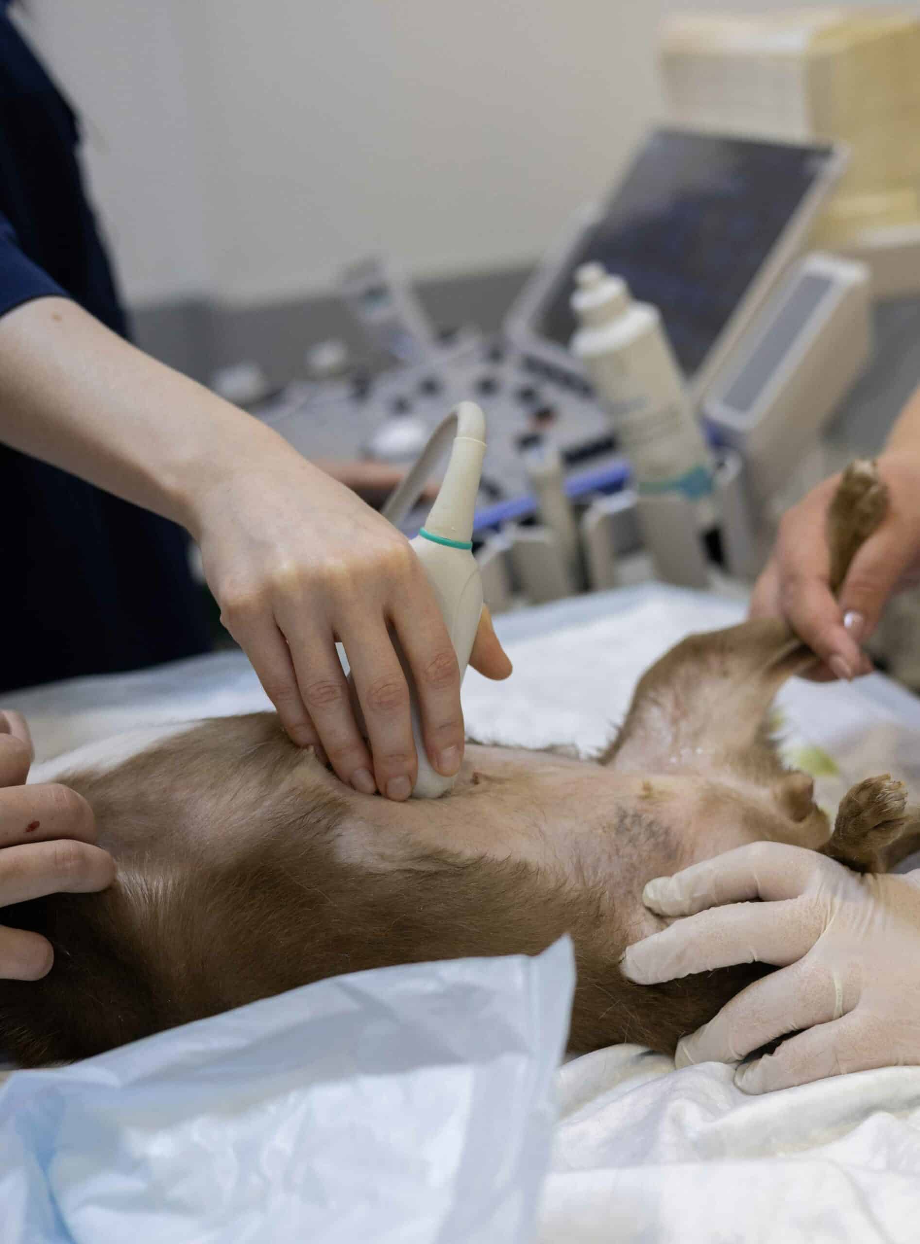 What Is Abdominal Ultrasound?